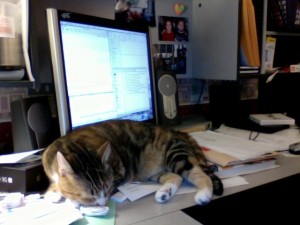 The Hardest Working Cat